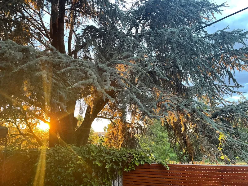 Zen Haus Garden, near UO, fast WiFi - Photo 17